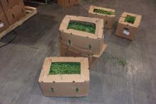Fentanyl Pills concealed in green beans shipment
