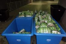 Narcotics concealed within green onions packages 