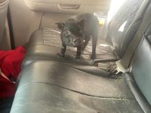 Pet pig in the back seat of a vehicle
