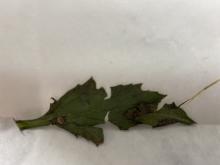 CBP finds white rust on a plant.