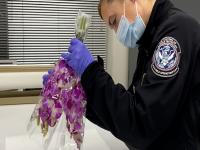 A CBP agriculture specialist exams a bunch of flowers