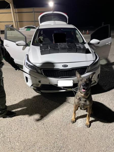 K-9 sits in front of white vehicle with narcotics on the hood of the vehicle.