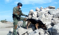 A CBP canine team detects for human remains