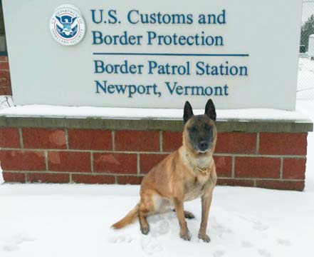 Border Patrol canine in Newport, Vt. 