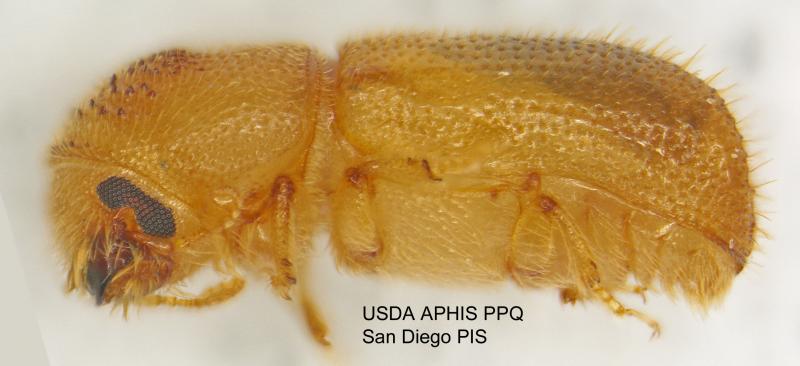 Pest found in San Diego