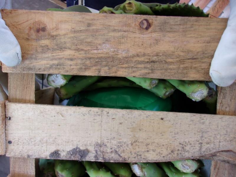 CBP officers searched inside the crates of cactus pads (which are often used in nopales, or prickly pear, dishes and drinks) and found packages, wrapped with green tape, hidden inside among the pads.  