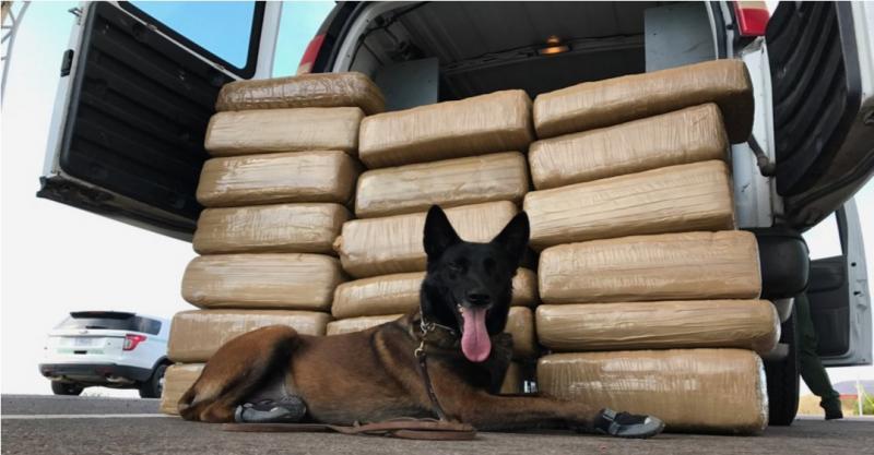 A BP canine alerted agents to nearly $200K worth of marijuana