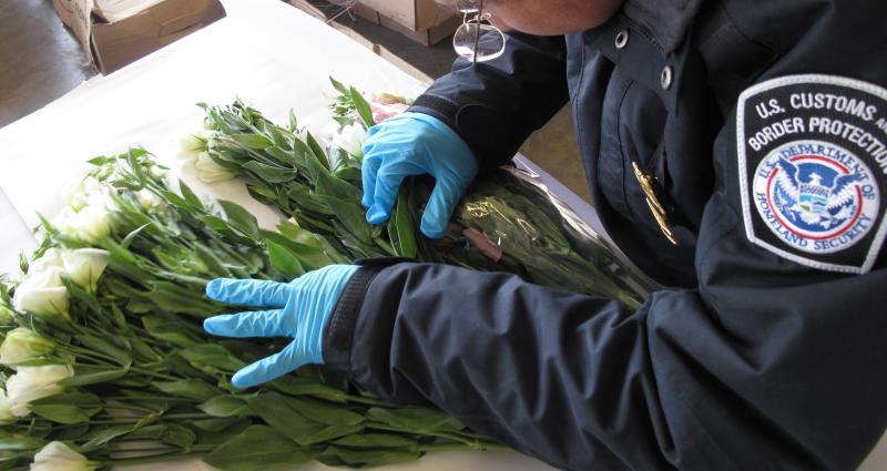 Un especialista de agricultura revisa un cargamento comercial de flores en Puerto de Entrada de Laredo