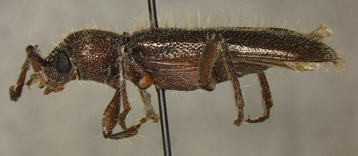 A specimen of Anatinomma Alveolatum Bates (Cerambycidae), a first in the nation pest intercepted by CBP agriculture specialists at Pharr International Bridge in a shipment of limes