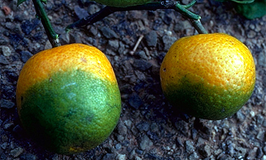 Citrus fruit stricken with citrus greening disease