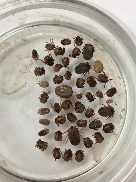 Ticks intercepted by CBP agriculture specialists from trophy deer hides at Laredo Port of Entry