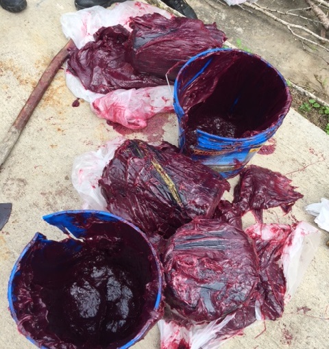 Packages in grease filled bucket containing $459,000 in cocaine and marijuana seized by Laredo Sector Border Patrol agents at U.S. Highway 59 Border Patrol Checkpoint