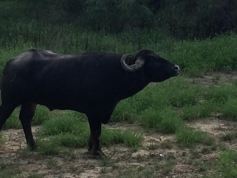 Border patrol agents helped direct traffic and reached out to state and local law enforcemetn to help enable the recapture and return of a small herd of exotic African Cape Buffalo that had escaped from a local ranch