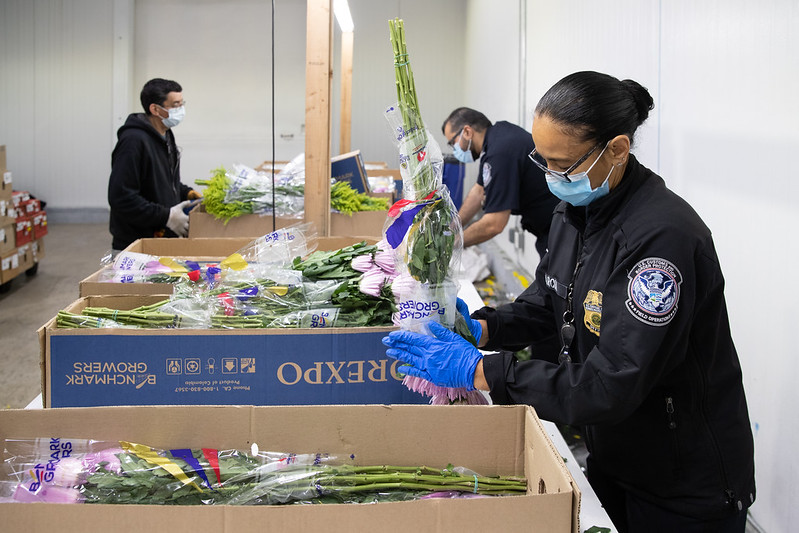 Una especialista de agricultura revisa un cargamento comercial de tallos de flores