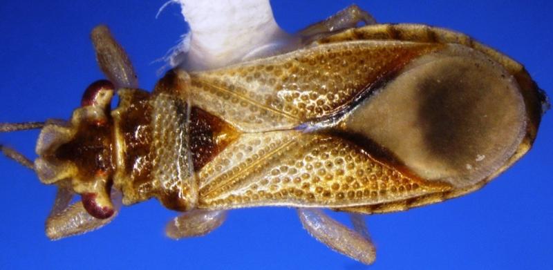 A specimen of Thaumastocoris peregrinus, (Carpintero and Dellapé) a first in port pest intercepted by CBP agriculture specialists at Brownsville Port of Entry