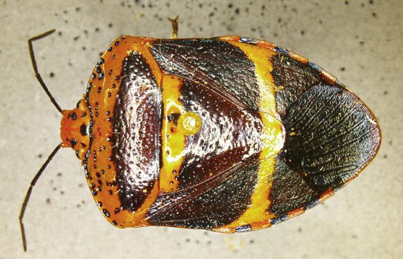 A specimen of Pharypia nitidiventris (Stal) (Pentatomidae), a First in Nation pest interception by CBP agriculture specialists at Gateway International Bridge in Brownsville, Texas.