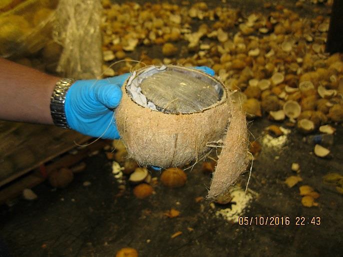 A CBP officer holds a coconut filled with a marijuana package, part of a seizure of 1,423 pounds of marijuana seized by CBP officers at Pharr International Bridge