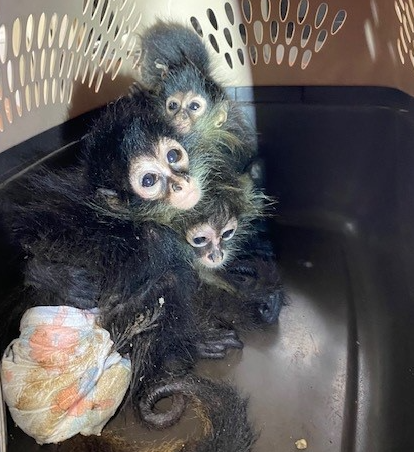 Undeclared spider monkeys intercepted by CBP officers and agriculture specialists at Progreso International Bridge.