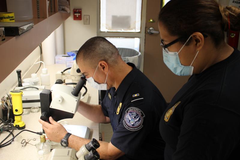 A CBP agriculture specialist examines a pest specimen with a microscope as a UTRGV agriculture intern looks on at Pharr International Bridge