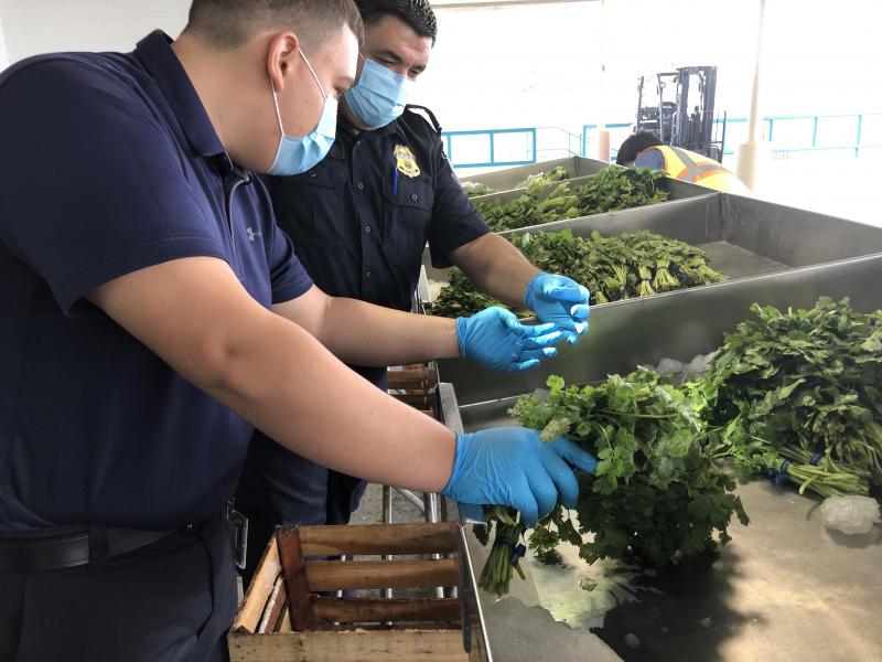 A CBP agriculture specialist shows a UTRGV agriculture intern a possible pest during an examination of a commercial shipment of cilantro at Rio Grande City Port of Entry