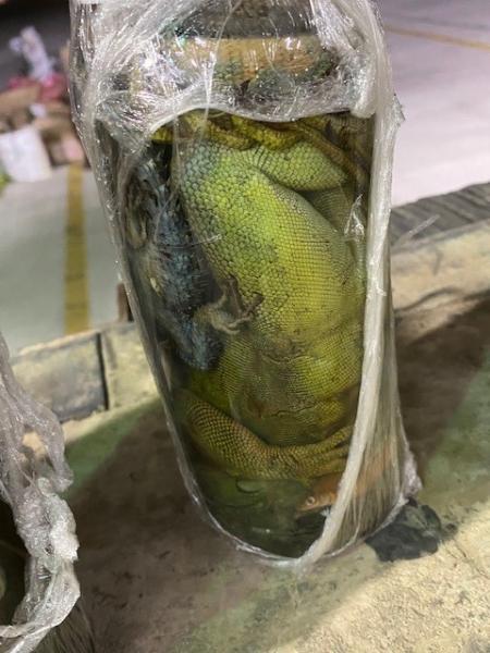 One of 11 jars containing undeclared, dead reptiles encountered by CBP officers and agriculture specialists at Brownsville Port of Entry