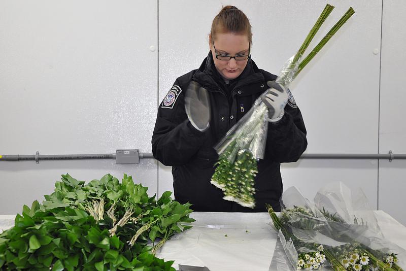 A CBP agriculture specailist conduct an examination of a cut flower shipment at  a Laredo FIeld Office port of entry