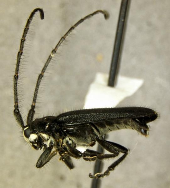 A specimen of Alampyris fuliginea Bates, 1881 (Cerambycidae) intercepted by CBP agriculture specialists at Brownsville Port of Entry.