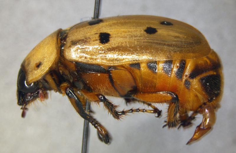 A specimen of Cyclocephala forcipulata, a first in nation pest interception made by CBP agriculture specialists at Pharr International Bridge.