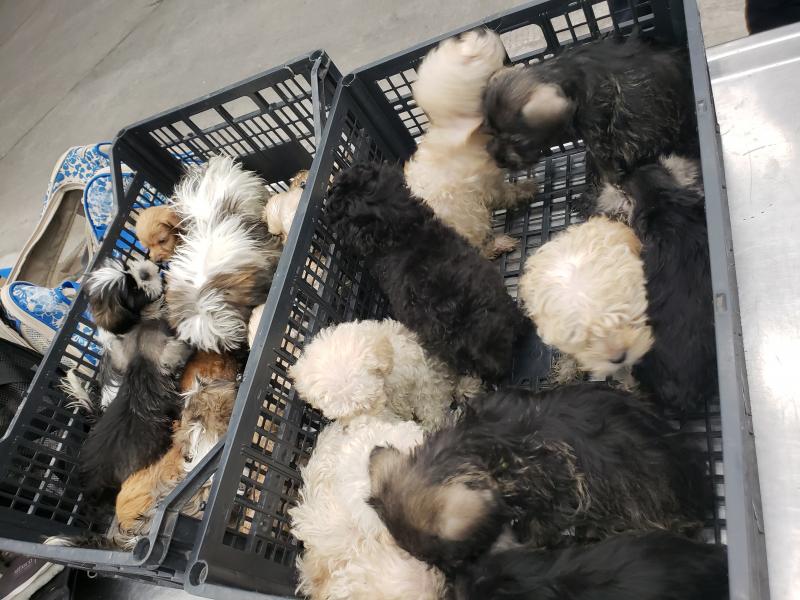 CBP officers discovered a total of 25 puppies hidden in duffel bags in a passegner vehicle at Juarez-Lincoln Bridge without proper import permits or vacinnations
