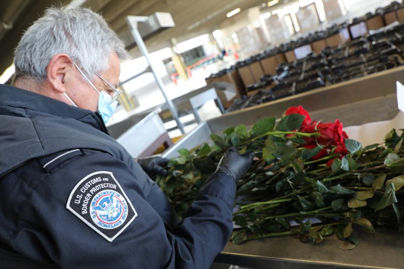 Le spécialiste de l'agriculture du CBP inspecte une cargaison de fleurs.