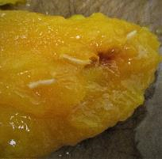 Larvae in mango.