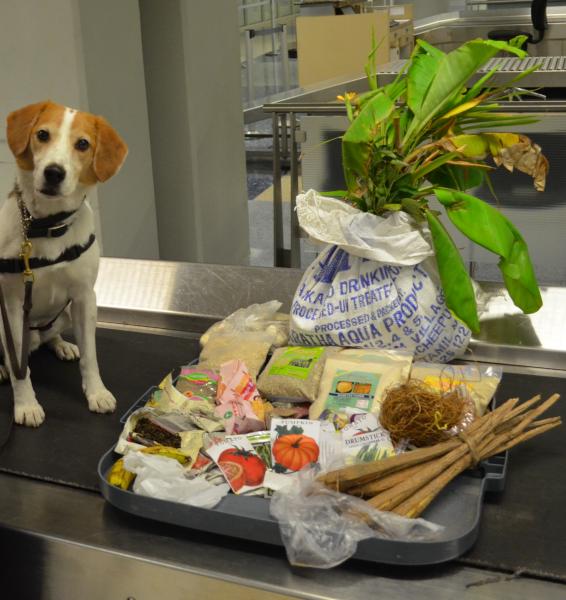 CBP agridculture beagle Gadget sniffed out this prohibited traveling garden
