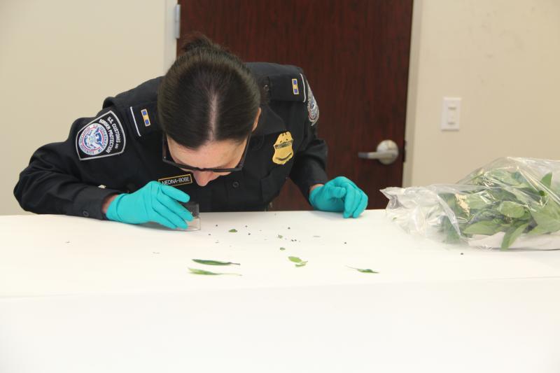 CBP agriculture specialists search for microscopic pests which may be harmful to American agriculture industry.
