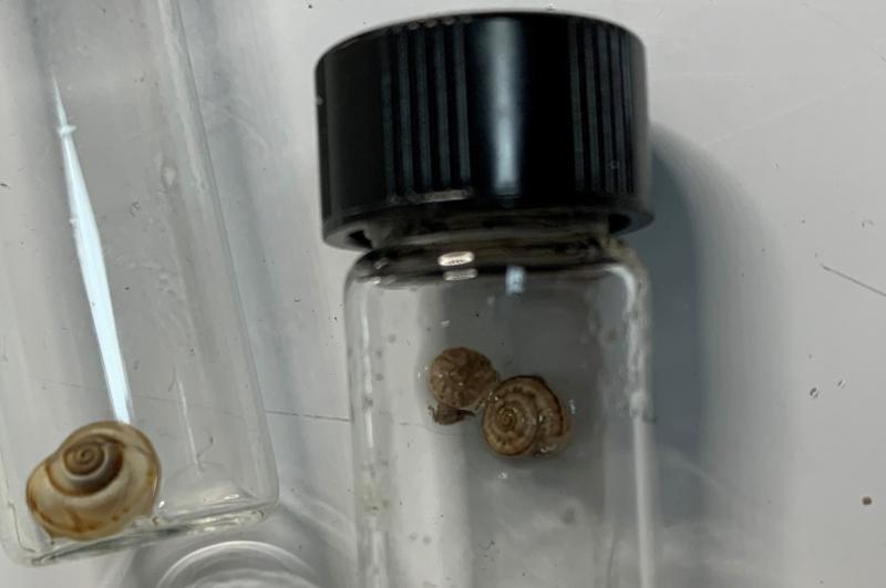 CBP agriculture specialists find these snails hitchhiking on arriving cargo.