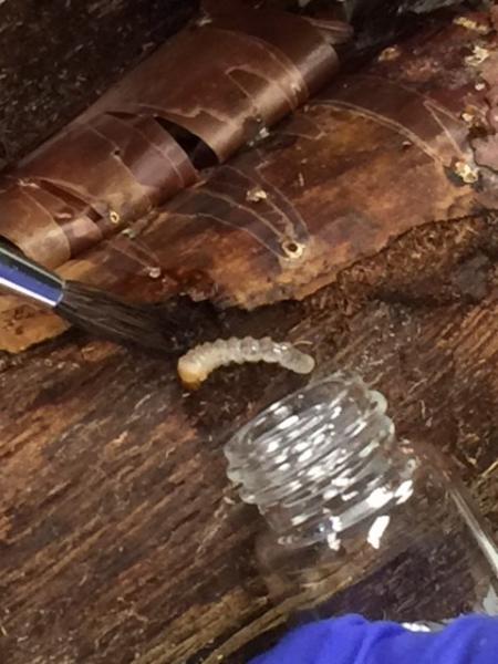 CBP agriculture specialists in Houston find two live insects nesting in a walking stick.  Traveler was unaware the walking stick she carried was infested.