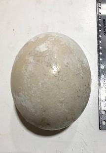 CBP Agriculture Specialists at JFK discover Ostrich Egg
