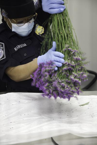 JFK Agriculture Specialists Stem-Cut Flowers