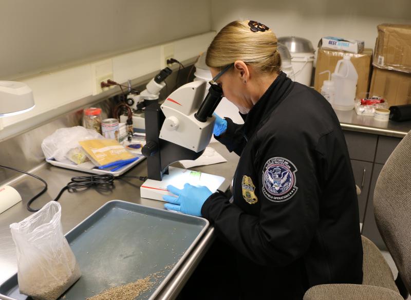A Baltimore CBP agriculture specialist examines a specimen following a recent inspection.