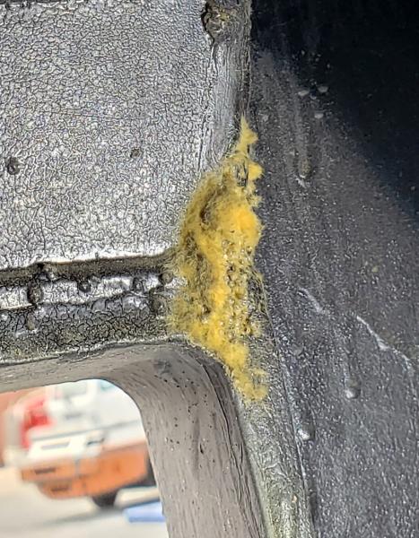 Baltimore CBP agriculture specialists discovered a first local interception of a species of Argentine moth egg masses and an Asian Gypsy Moth egg mass on consecutive days in June 2020.