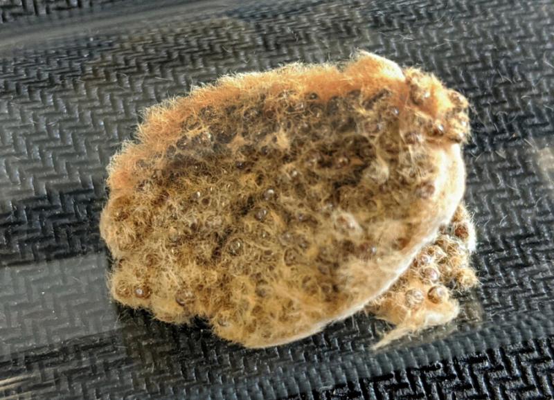 Customs and Border Protection agriculture specialists recently intercepted nine egg masses of the highly invasive and destructive Asian Gypsy Moth on four vehicle carrier vessels in the Port of Baltimore.