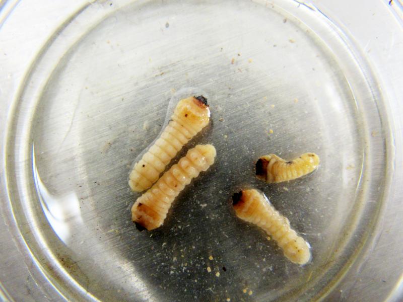 Baltimore CBP agriculture specialists discovered long-horned beetle larvae in wood packaging material in a shipping container from China.