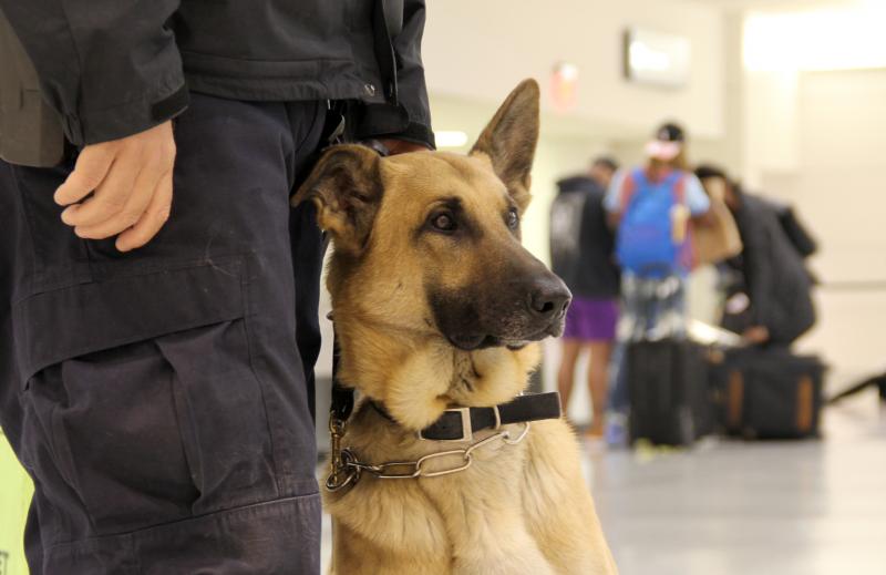 CBP narcotics detector dog Pike at BWI airport. (file photo)