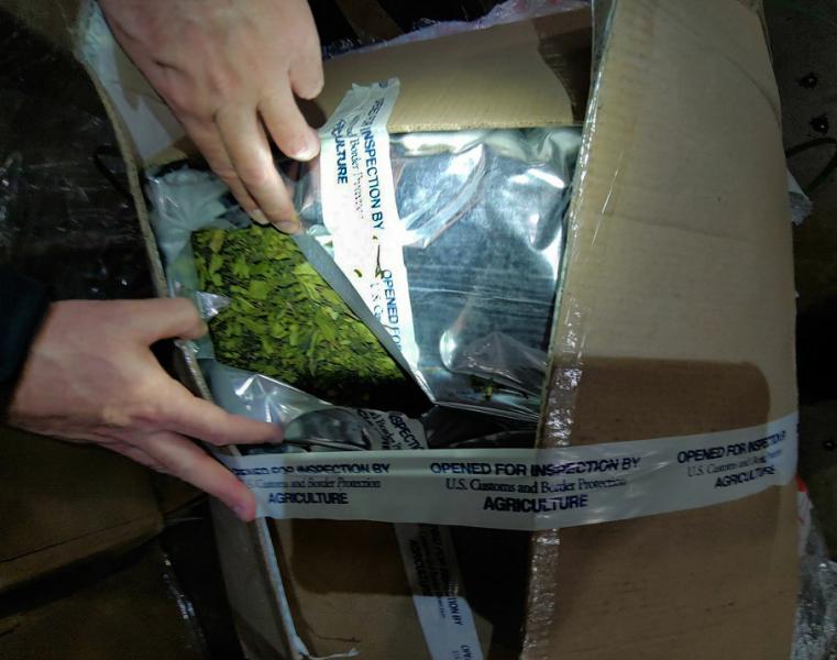 CBP officers discovered 724 pounds of khat in 2 air cargo shipments from Nigeria February 12 and 13, 2019.