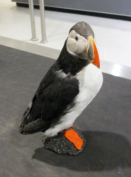 CBP agriculture specialists seized a taxidermied Atlantic Puffin at BWI.