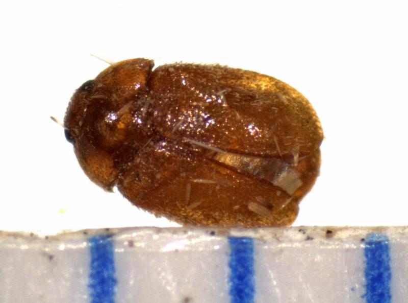 Baltimore CBP agriculture specialists intercepted a Khapra beetle like this one in a container of screws from Thailand. (file photo)