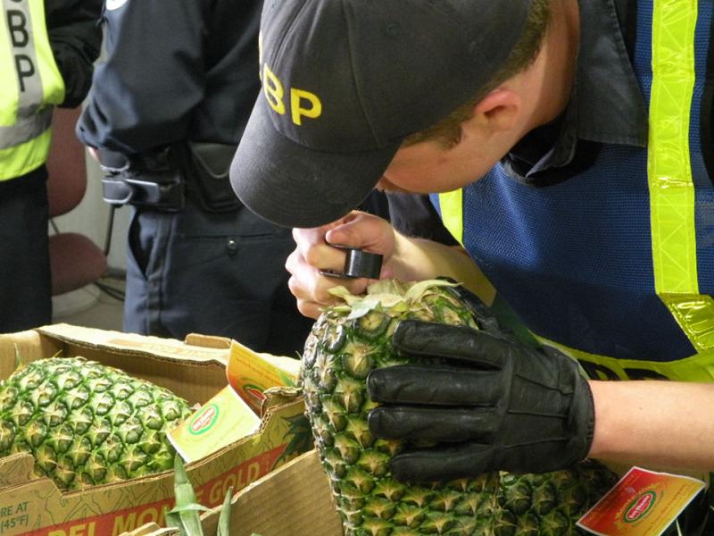 CBP agriculture specialists ensure that imported produce is free of destructive hitchhiker pests