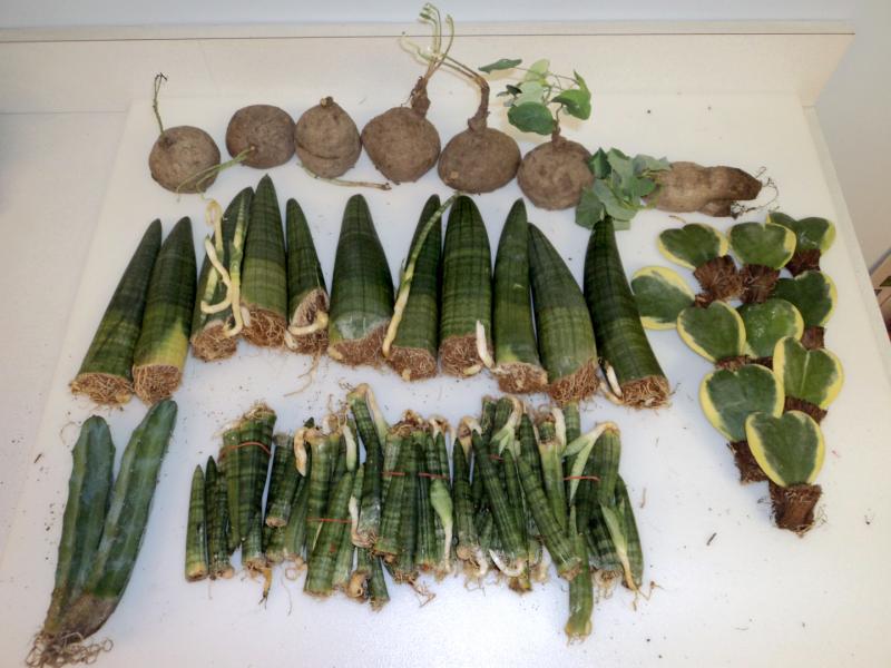 Customs and Border Protection seized 165 cactus, succulent and peyote plants with root systems at Washington Dulles International Airport July 13, 2020.