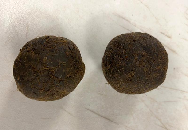 Customs and Border Protection agriculture specialists discovered two cow dung cakes in leftover baggage at Washington Dulles International Airport on April 4, 2021. Cow dung is inadmissible to the United States as a potential vector for Foot and Mouth Disease, which is a serious threat to the U.S. livestock industry.