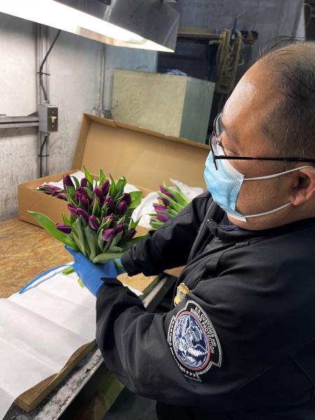 It’s Valentine’s season and Customs and Border Protection agriculture specialists in the Baltimore Field Office are diligently working to ensure the beautiful flower bouquet you give your loved one is free of destructive invasive pests.