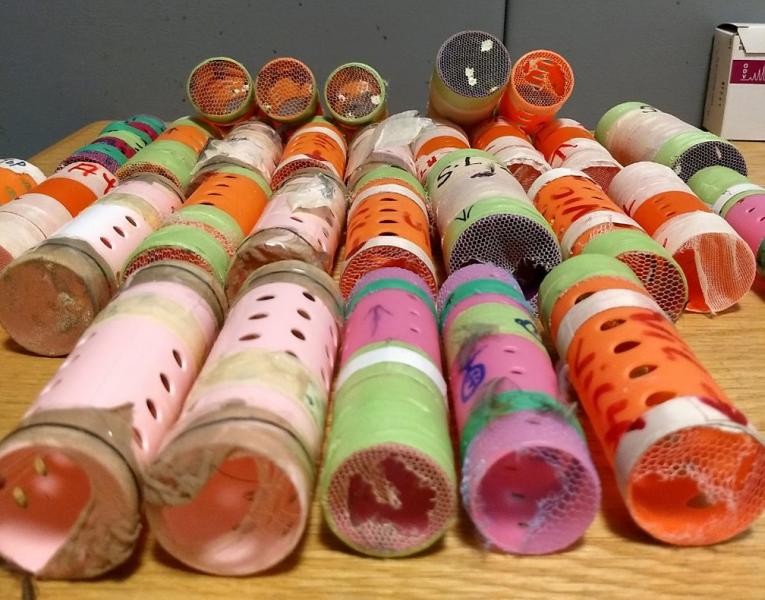 U.S. Customs and Border Protection seized 29 finches concealed inside hair rollers on Sunday that a traveler from Guyana attempted to smuggle into JFK Airport in Jamaica, N.Y.